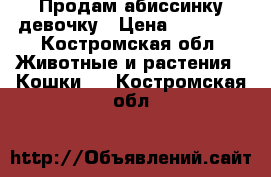 Продам абиссинку девочку › Цена ­ 12 000 - Костромская обл. Животные и растения » Кошки   . Костромская обл.